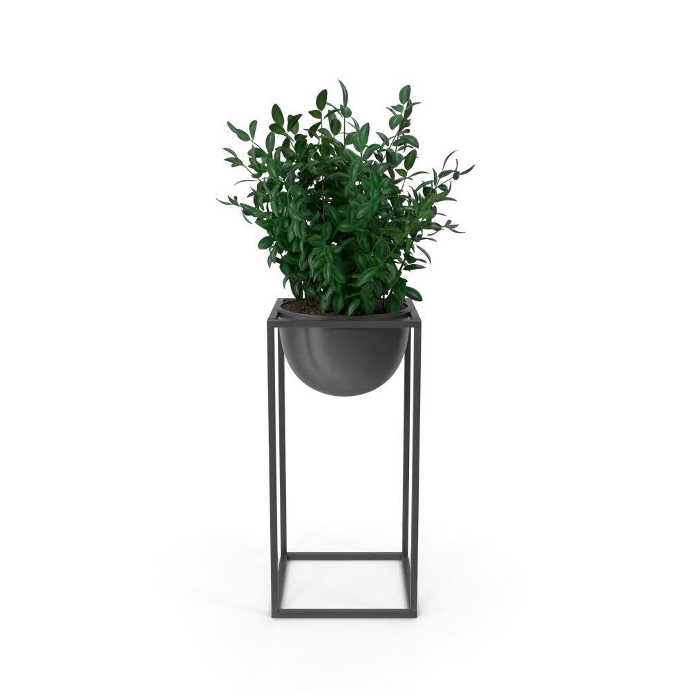 House Showpiece Plant