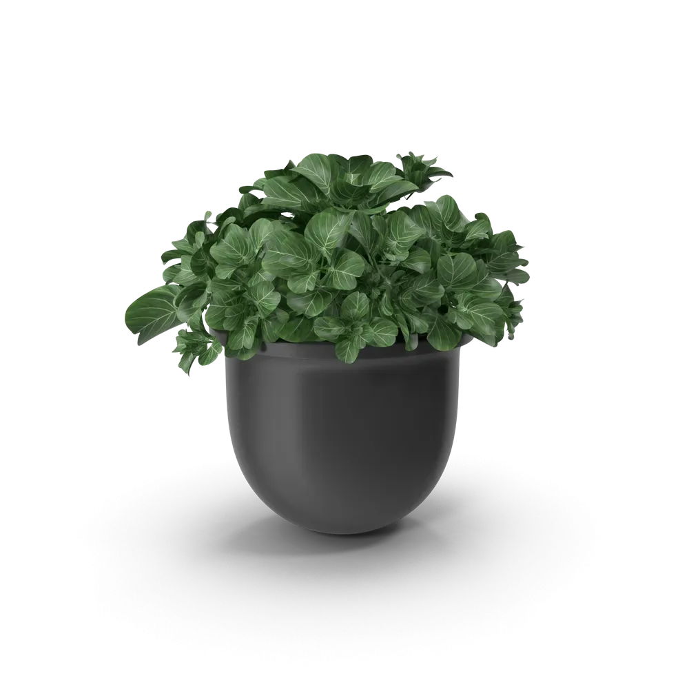 Plant Pot